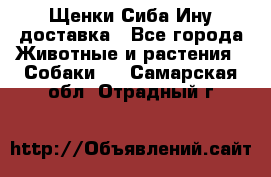 Щенки Сиба Ину доставка - Все города Животные и растения » Собаки   . Самарская обл.,Отрадный г.